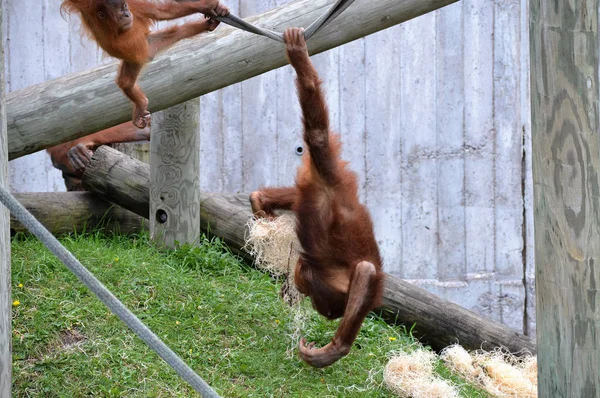 Um jovem orangotango — Fotografia de Stock