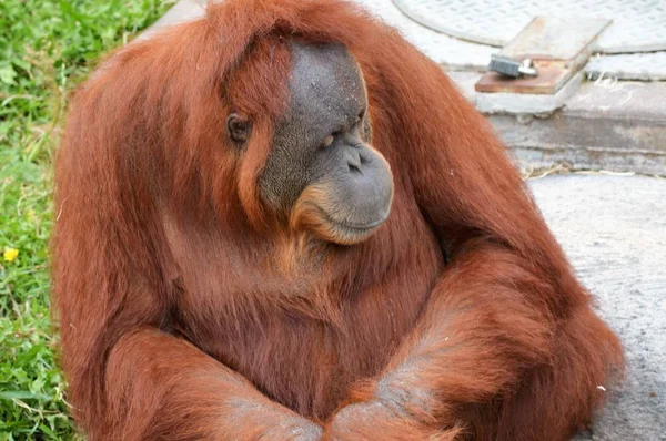 Een volwassen orang-oetan — Stockfoto