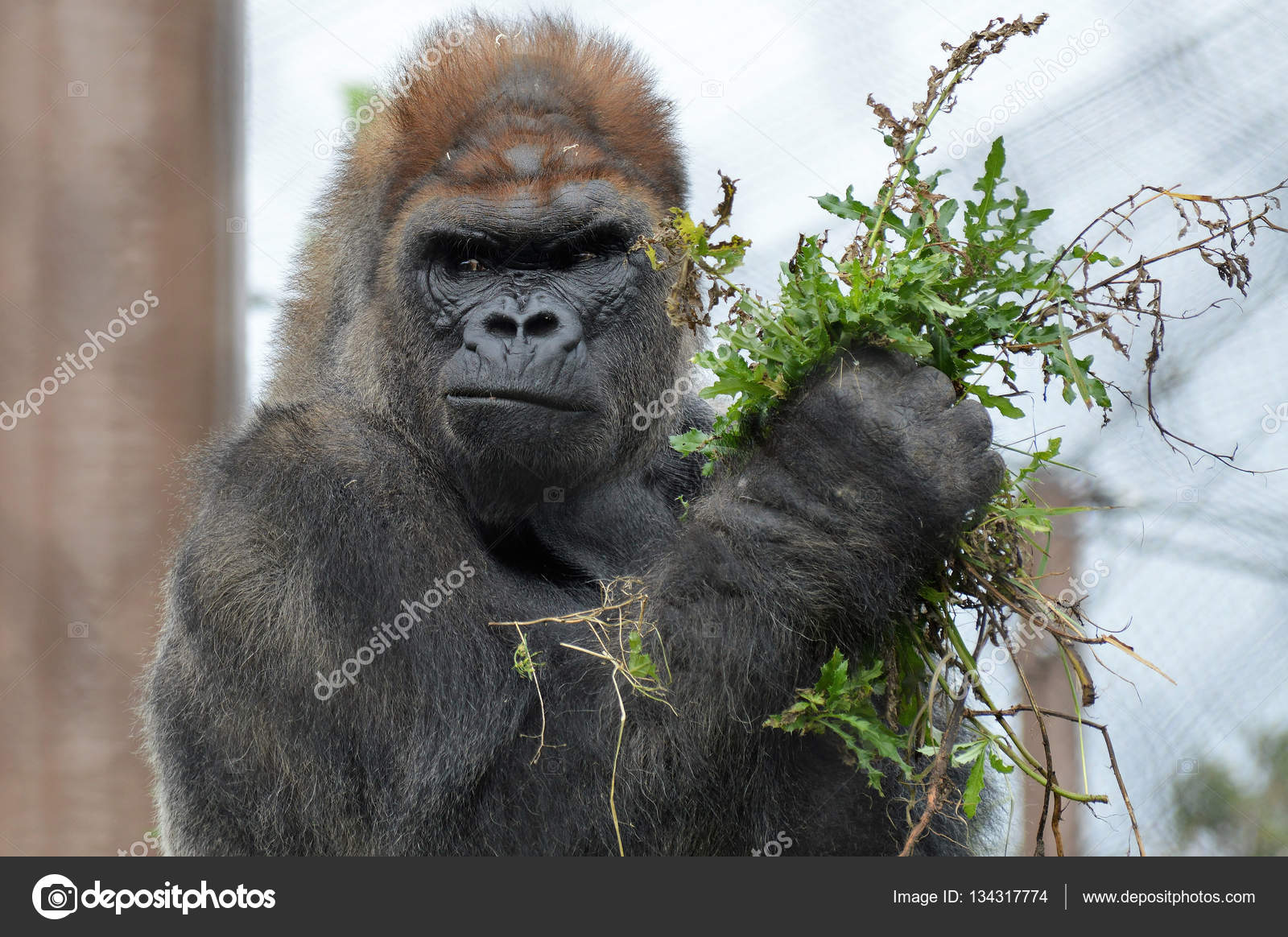 ニシローランド ゴリラ Fotos De Stock Imagenes De ニシローランド ゴリラ Sin Royalties Depositphotos