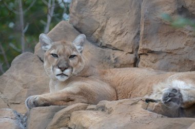 Puma bir kayanın üzerinde