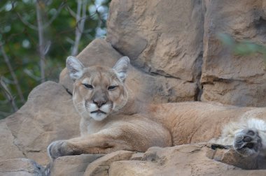 Puma bir kayanın üzerinde