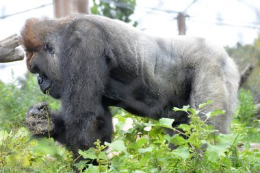 Batı ovasındaki goril.