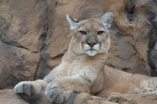 Puma em uma rocha — Fotografia de Stock
