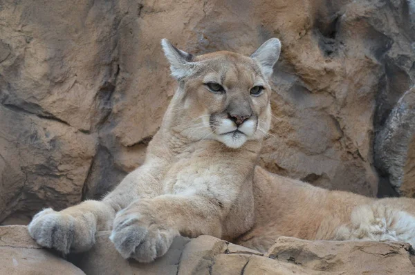 Puma bir kayanın üzerinde