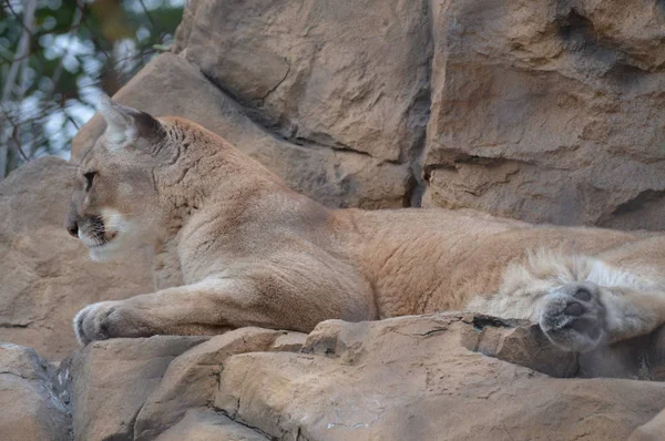 Puma na skale — Zdjęcie stockowe