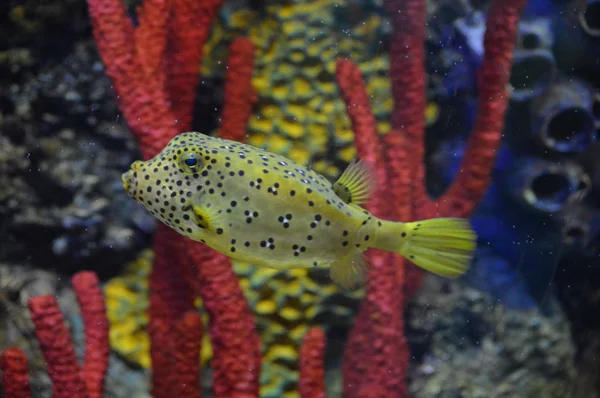 Ein Kastenfisch — Stockfoto