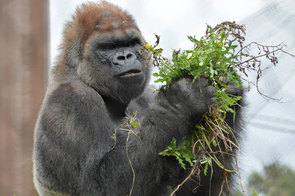 Westlicher Flachlandgorilla — Stockfoto