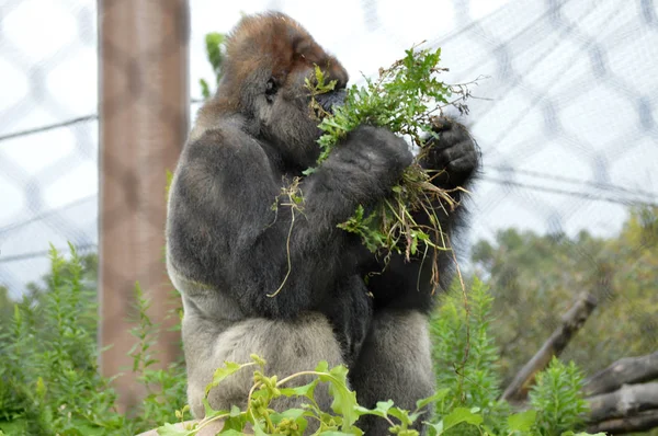 Westlicher Flachlandgorilla — Stockfoto