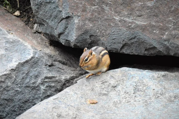 Streifenhörnchen auf einem Felsen — Stockfoto