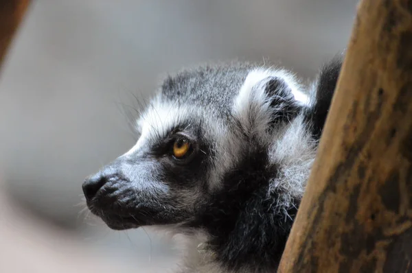 Lemur de cola de anillo — Foto de Stock