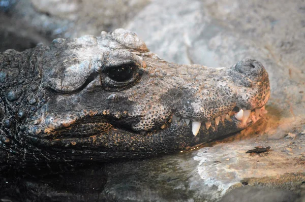 Un crocodile nain — Photo