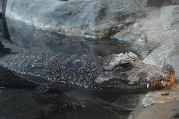 Ein Zwergkrokodil — Stockfoto