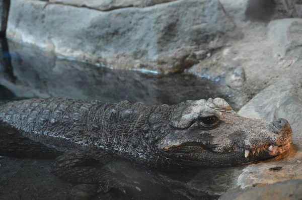 Un crocodile nain — Photo