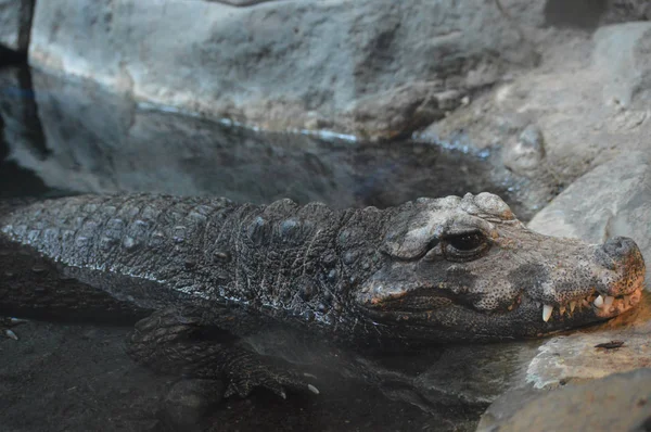 A Dwarf Crocodile — Stock Photo, Image