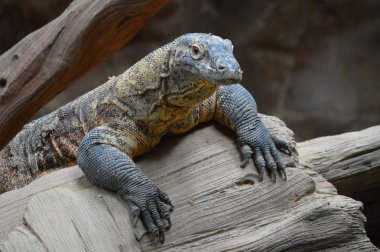 bir komodo ejderi