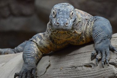 bir komodo ejderi