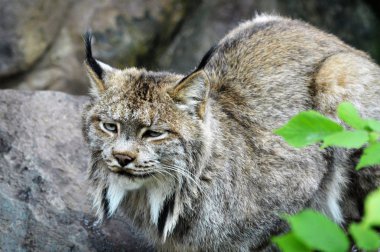 Lynx bir kayanın üzerinde