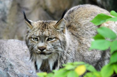 Kanadalı bir vaşak