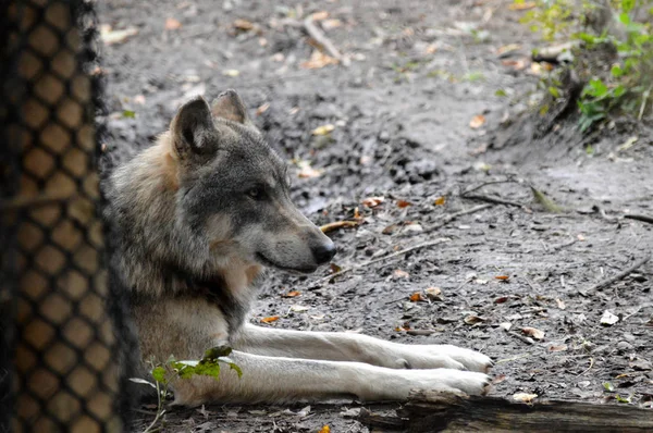 Um lobo na floresta — Fotografia de Stock