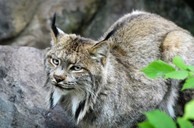 Kanadalı bir vaşak