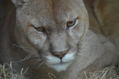 Bir puma 'ya yakın.