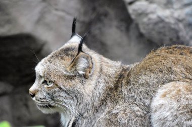 Kanadalı bir vaşak