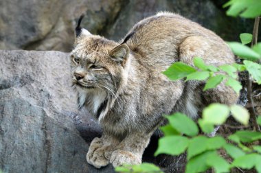 Kanadalı bir vaşak