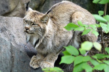 Kanadalı bir vaşak