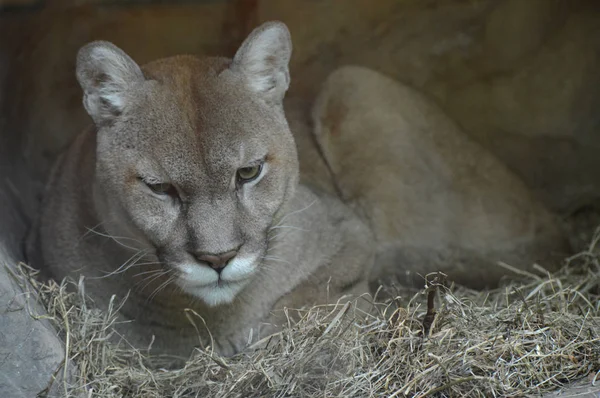 Close Up of a Puma — Stock Photo, Image