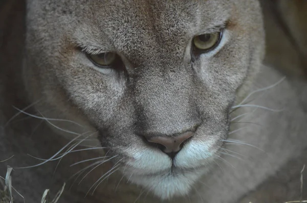 Close Up of a Puma — Stock Photo, Image