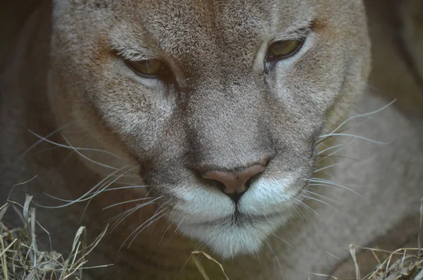 Närbild av en puma — Stockfoto