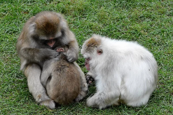 Snö Monkey utanför under sommaren — Stockfoto