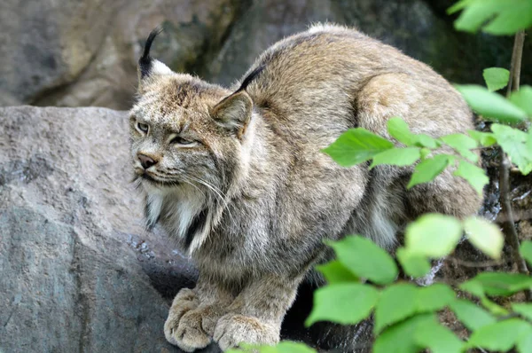 Kanadalı bir vaşak