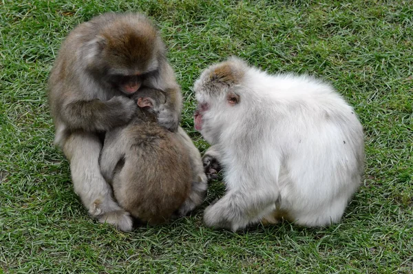 Singe des neiges dehors pendant l'été — Photo