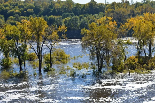 Trees in the River — Stock Photo, Image