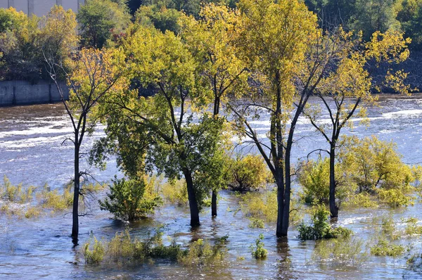 Bomen in de rivier — Stockfoto