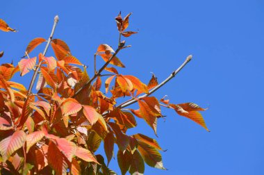 Ağaçtaki kırmızı yapraklar