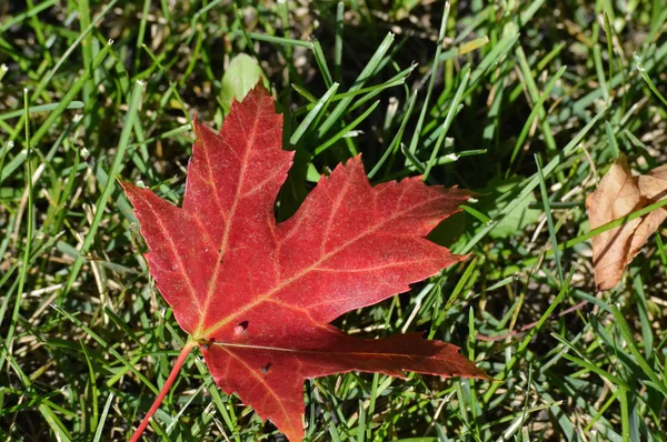 Uma folha vermelha — Fotografia de Stock