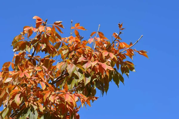 Folhas vermelhas em uma árvore — Fotografia de Stock
