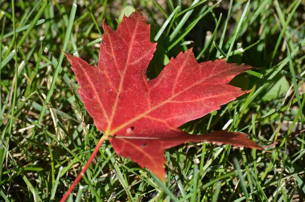 Uma folha vermelha — Fotografia de Stock