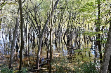 Nehirde yansıtan ağaçlar