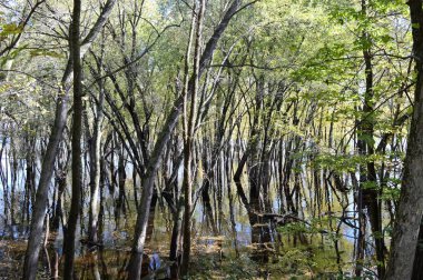 Nehirde yansıtan ağaçlar