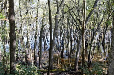 Nehirde yansıtan ağaçlar