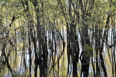 Nehirde yansıtan ağaçlar