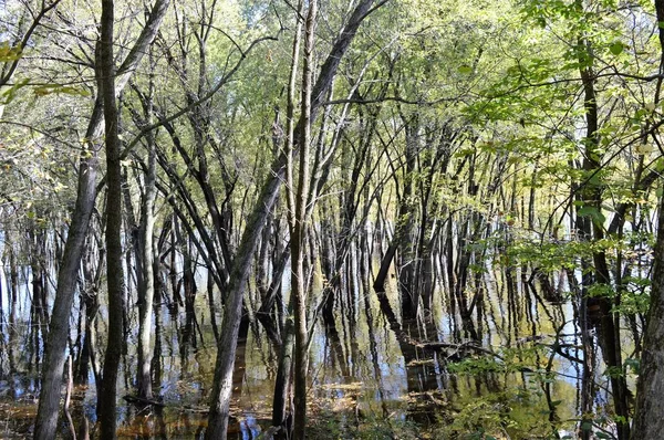 강에 반사 되는 나무 — 스톡 사진