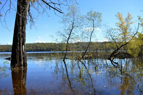 Bomen die in de rivier reflecteren — Stockfoto