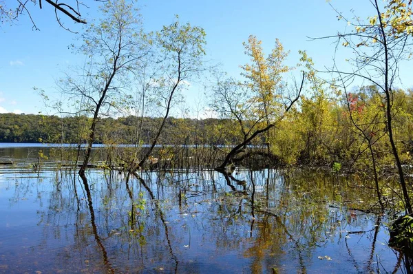 Árboles reflejándose en el río —  Fotos de Stock