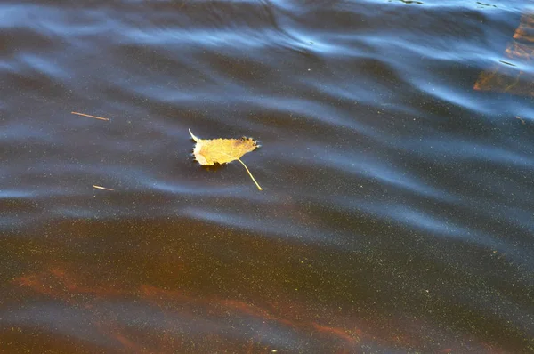 Hoja en el agua — Foto de Stock