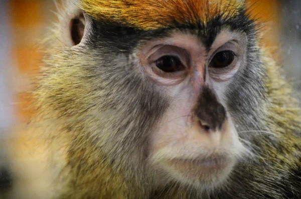 Un mono Patas — Foto de Stock