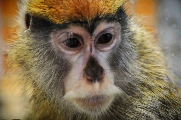 Um macaco Patas — Fotografia de Stock